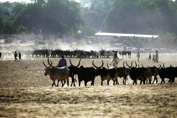 Berges du Fleuve Logone