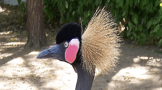 Présentation de Wina